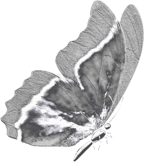 3D Y2K Butterfly